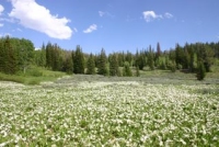 Deer Creek Meadow - White Mule's Ear