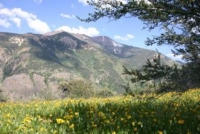  Jarbidge Peaks - Oreille de Mulet jaune 